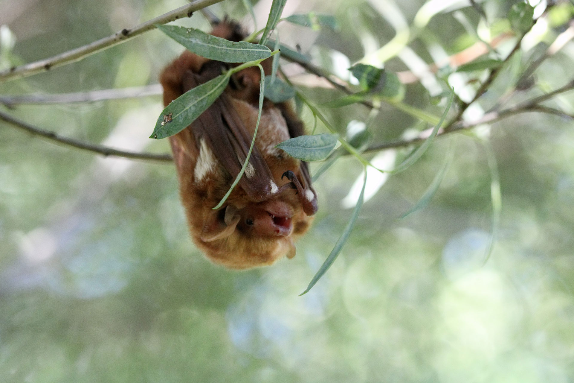 Flight club: Singing the praises — and dispelling the myths — of Michigan bats