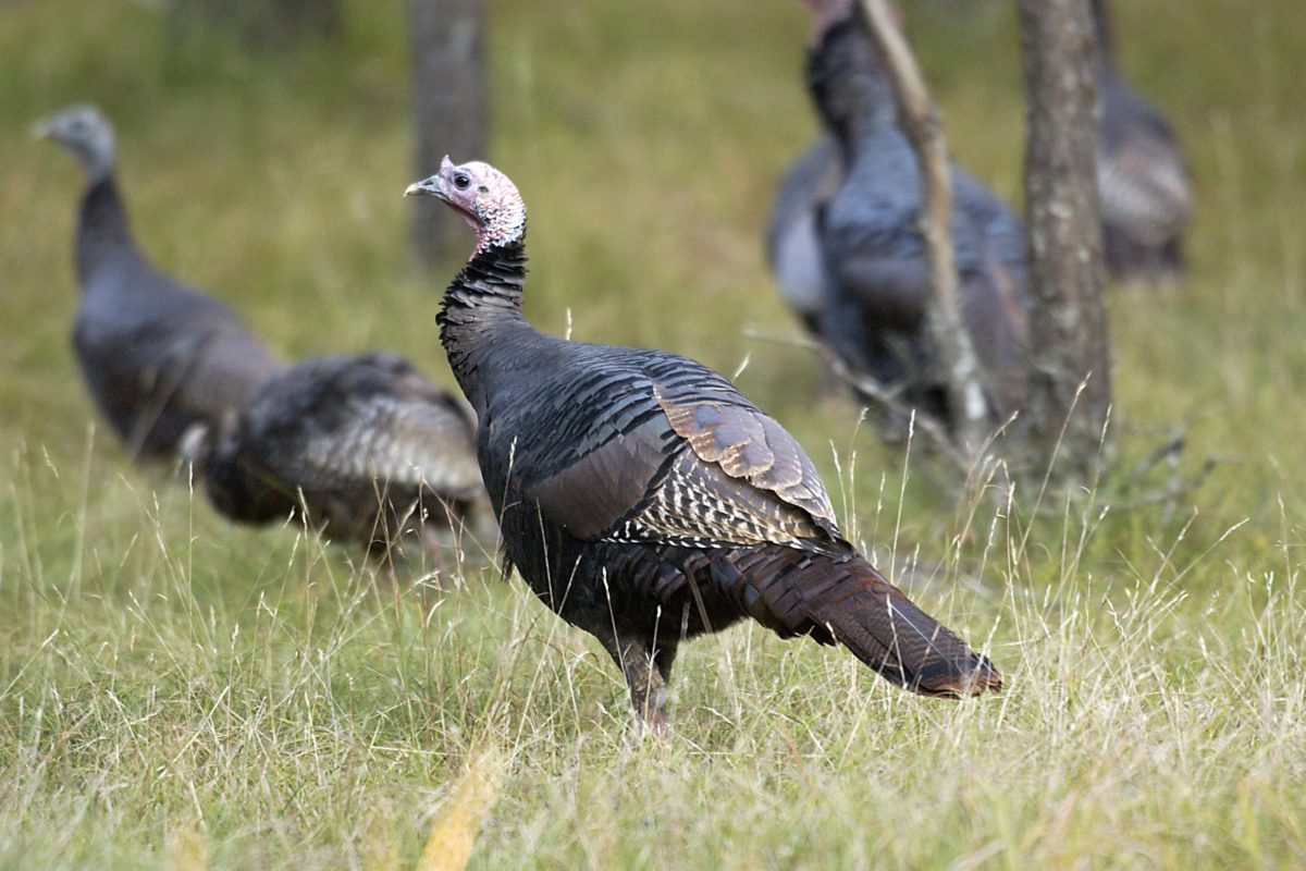wild turkeys