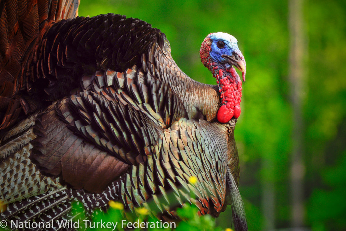 Wild Turkey