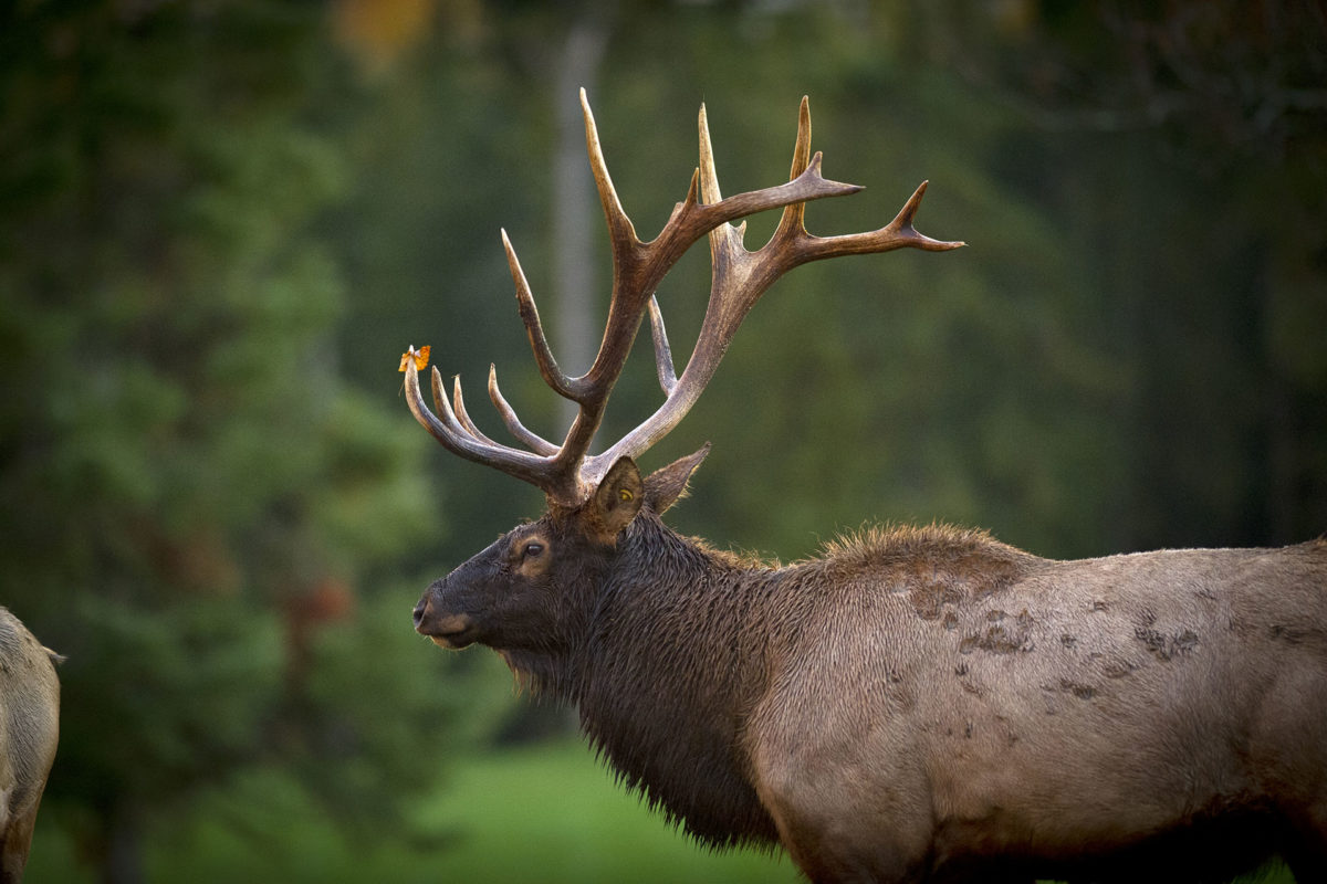Elk