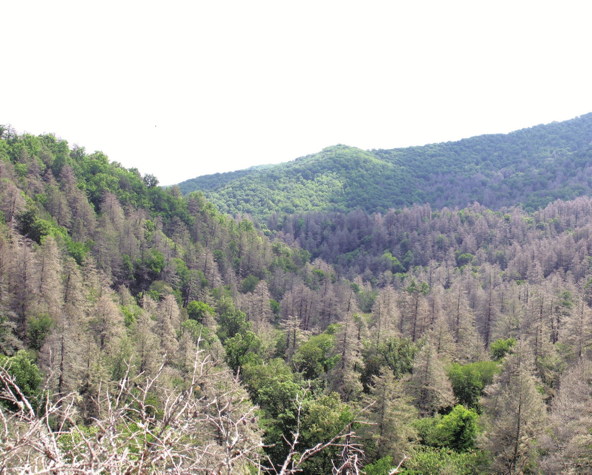Keeping our trees safe from invasive species