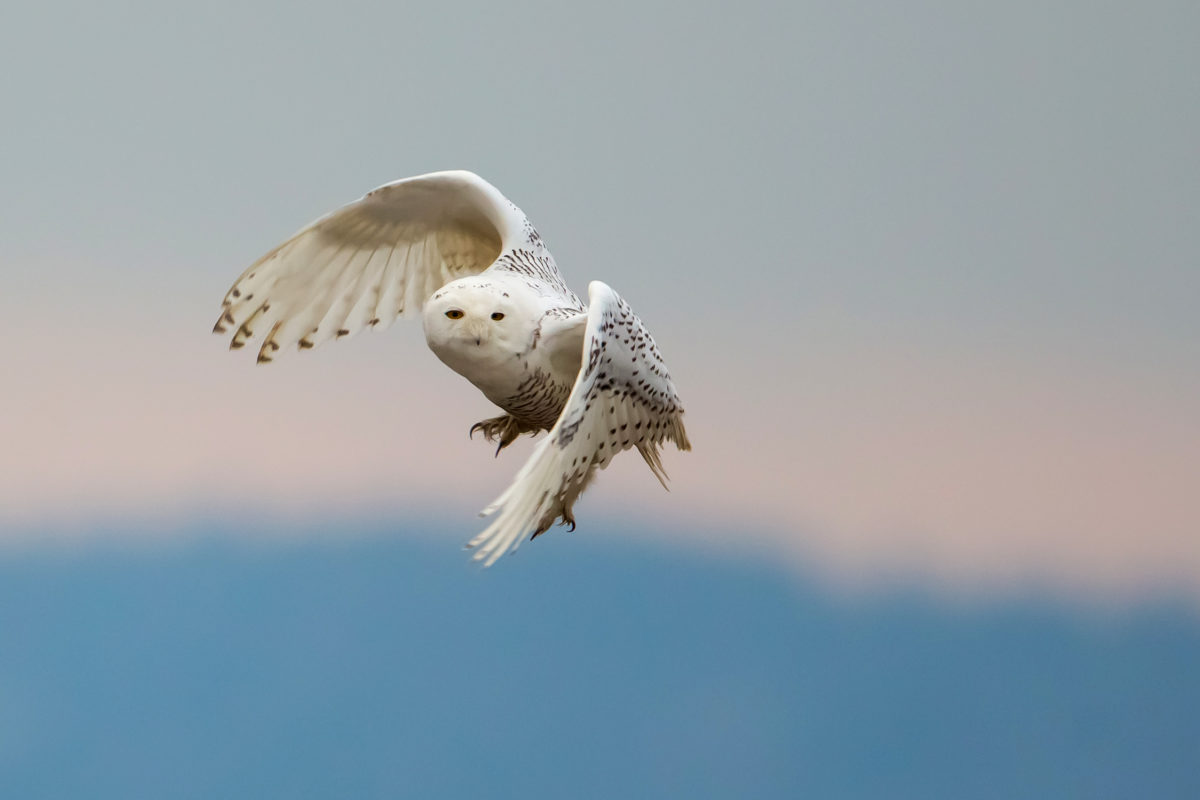 Snowy Owl