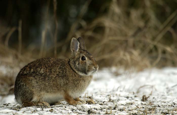 A two-for-one deal: Volunteers help improve ‘rabbitat’