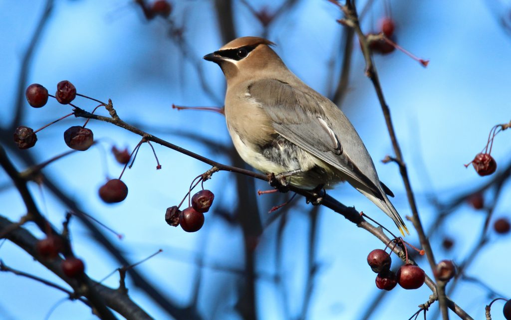 Cedar waxwing
