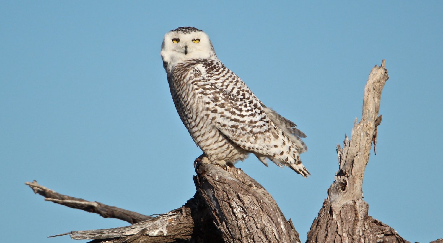 Protecting the Snowy Owl