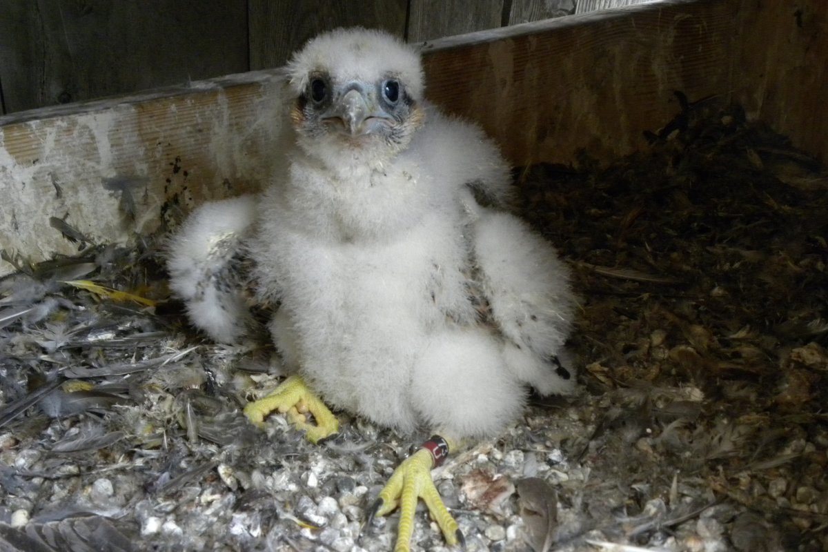 Peregrine falcon chick