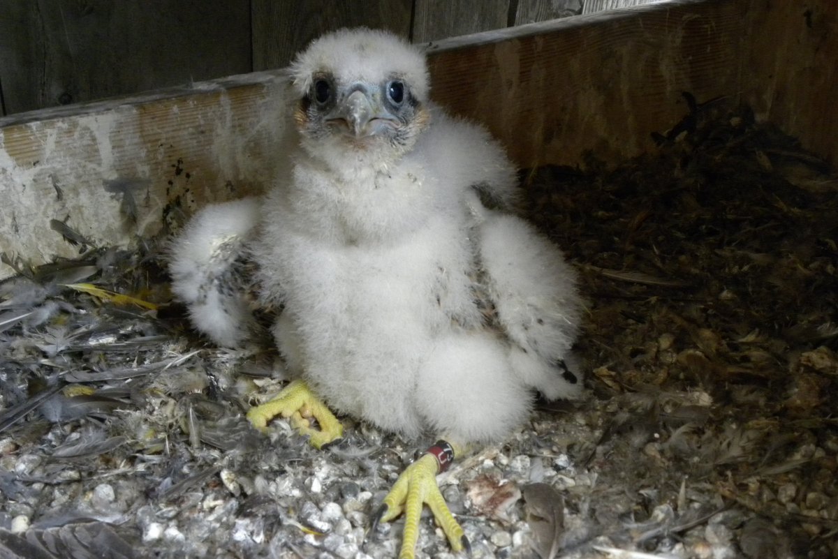 Peregrine falcon chick