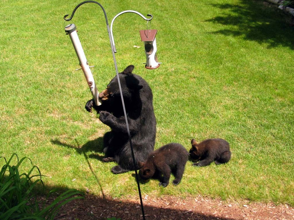 Bears eating from birdfeeder