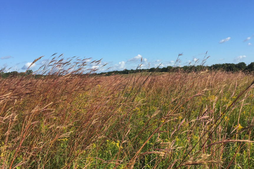 Field with tall grass