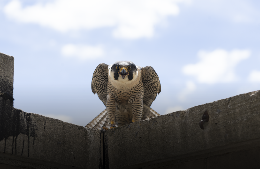 Peregrine Falcon perched on building ledge