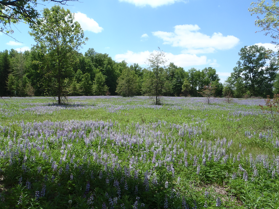 Field of Lupine