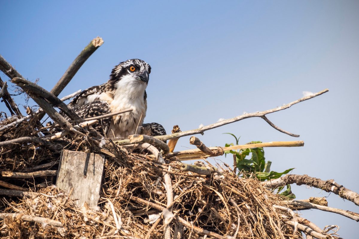 Osprey perched in nest
