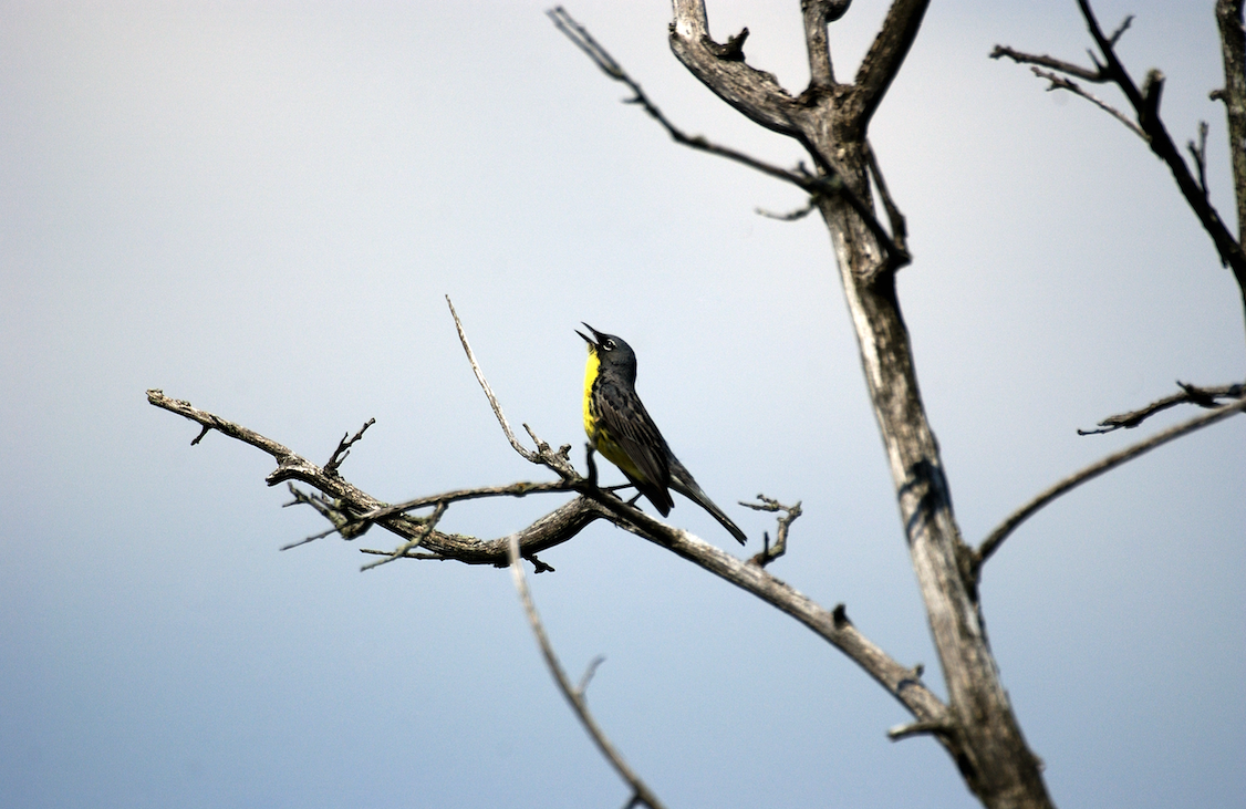 Pining for a comeback: Habitat management boosts Kirtland’s warbler numbers