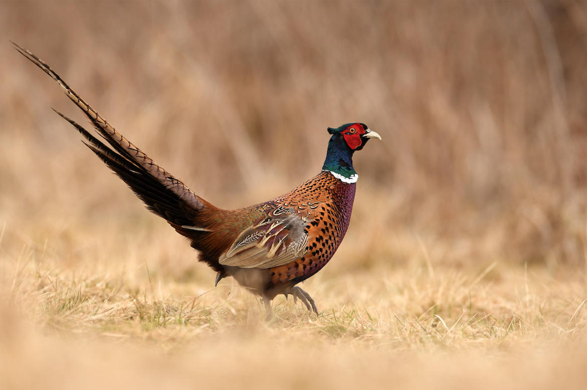 Pheasant in the grassland