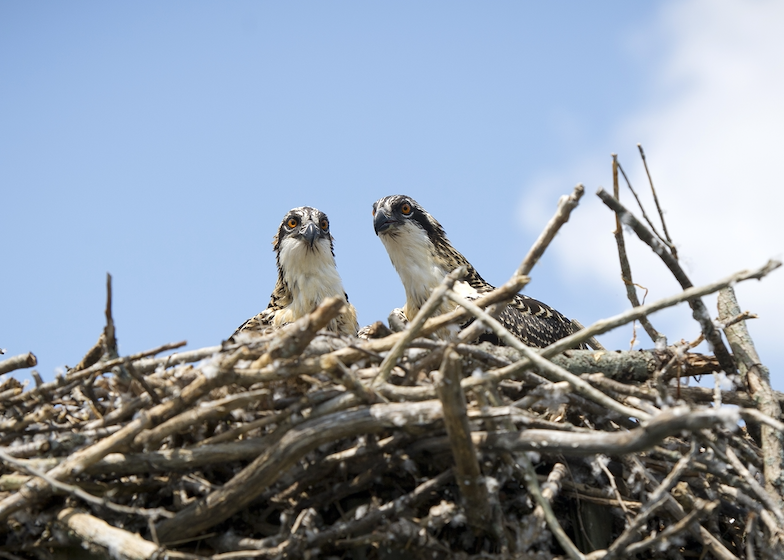 Osprey’s southern Michigan comeback a team effort