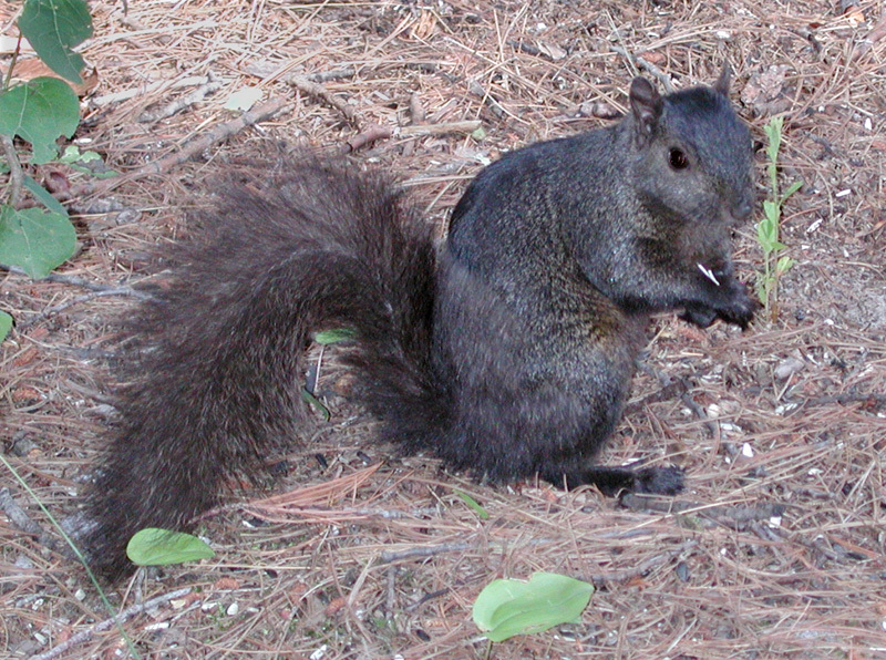 Eastern gray squirrel perches on the ground