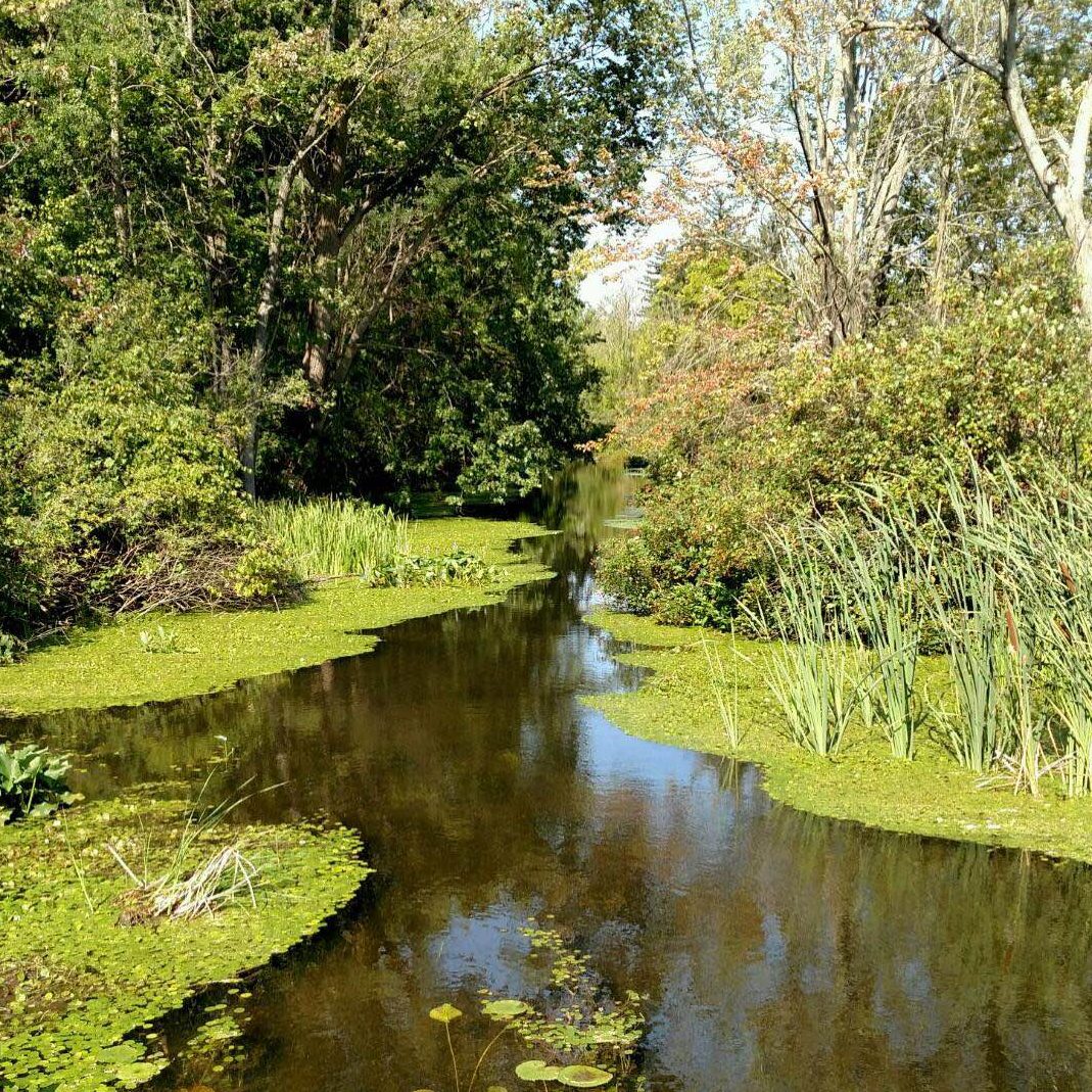 Michigan has a new invasive species: What can we do about it?