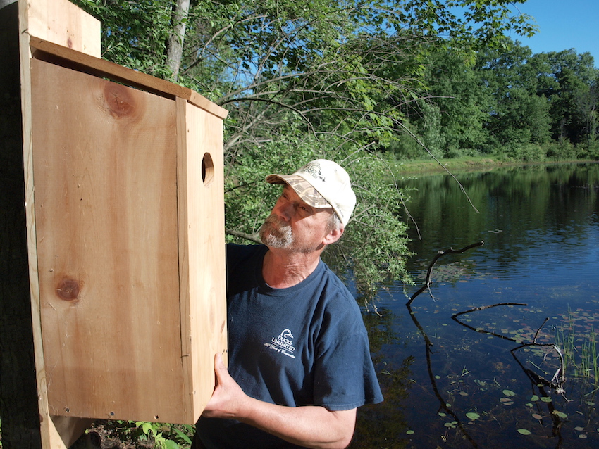 Man installs wooden box to support wood duck nesting