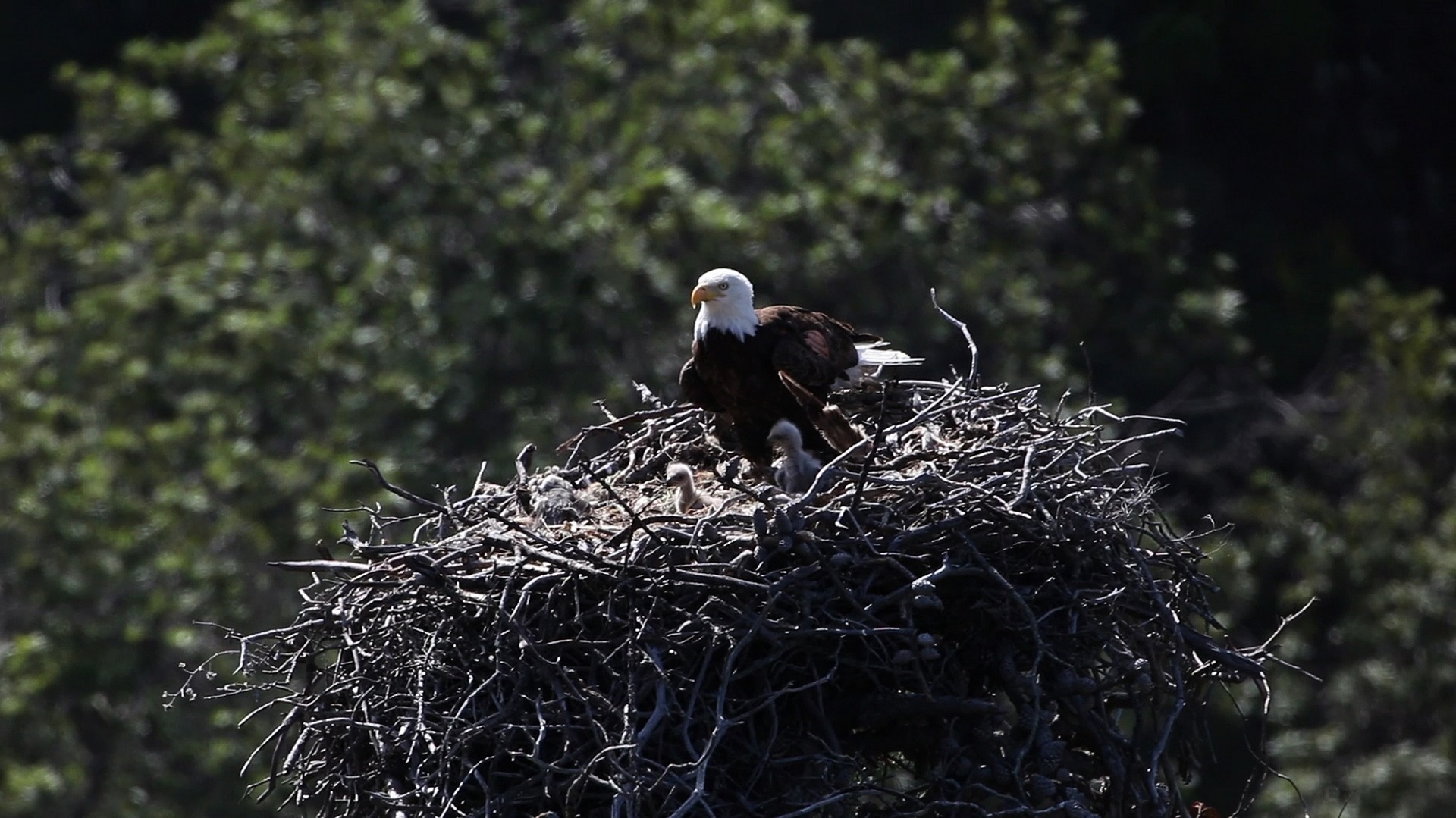 Bald eagle perched in a large nest