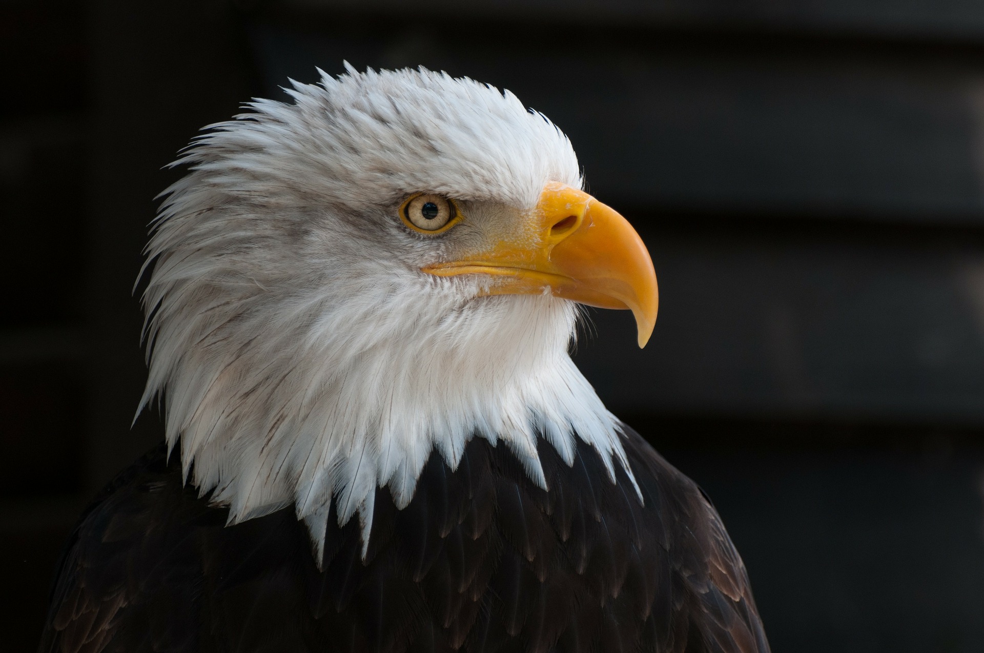 Michigan’s bald eagle population is rebounding after locals’ teamwork