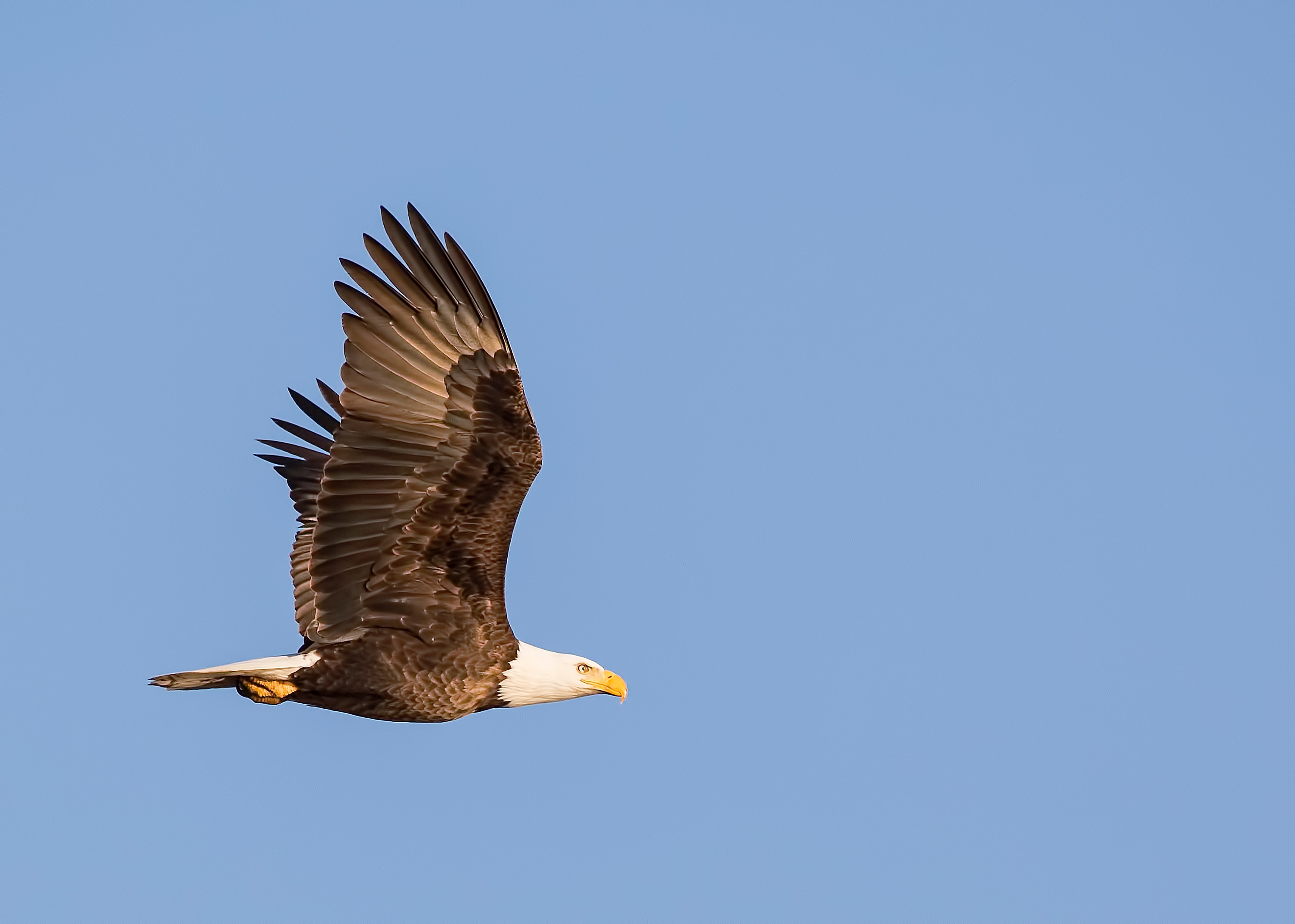 Bald eagle soaring through the air with a clear blue sky