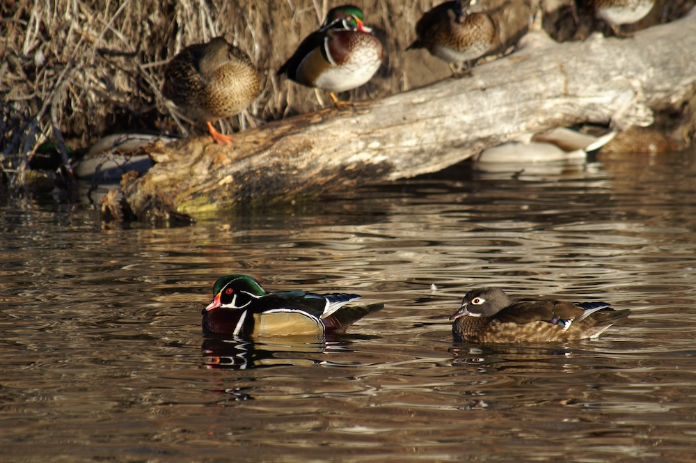 Male and Female Wood Duck
