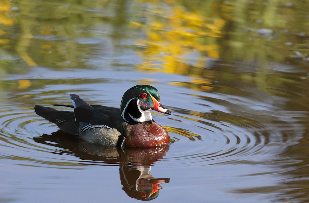 Wetlands royalty: Meet the wood duck, Michigan’s regal-looking waterfowl