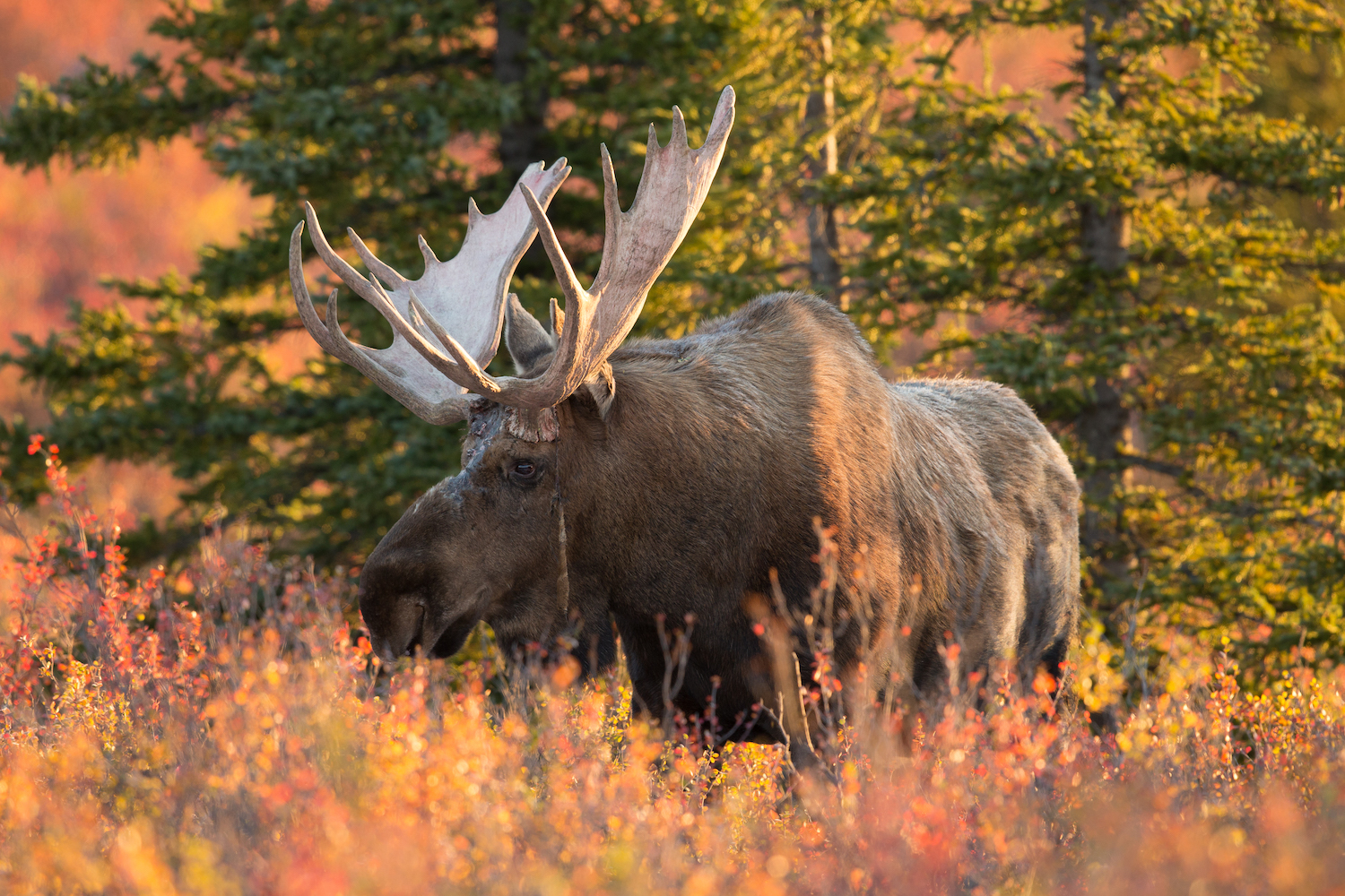 Magnificent moose: The comeback story of Michigan’s Upper Peninsula herd
