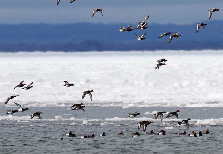 Ducks Unlimited transforms Kent County Park