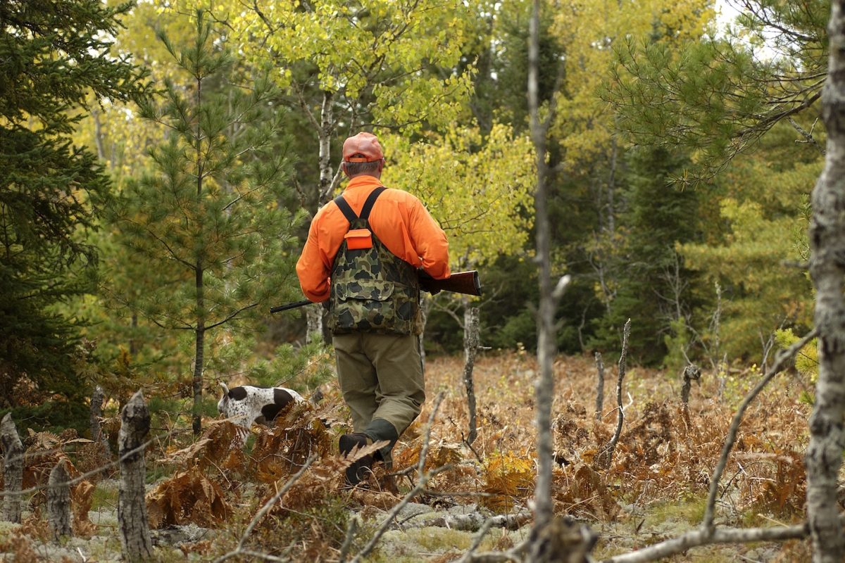 Man walks through wooded area while grouse hunting