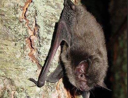 What you can do to protect the bat population in Michigan