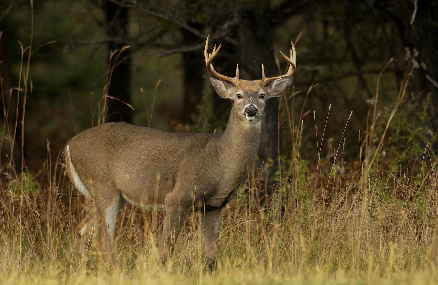 Michigan deer hunters aim to feed record number  of meals this year with venison donations