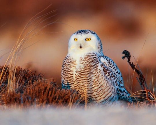 Snowy owl perched on ground