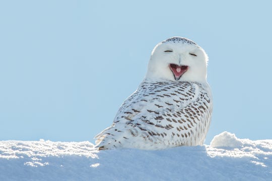 Snowy owls’ winter arrival is highly anticipated in Michigan