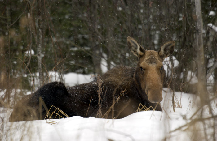 Surviving in winter: How these remarkable Michigan animals make it to spring