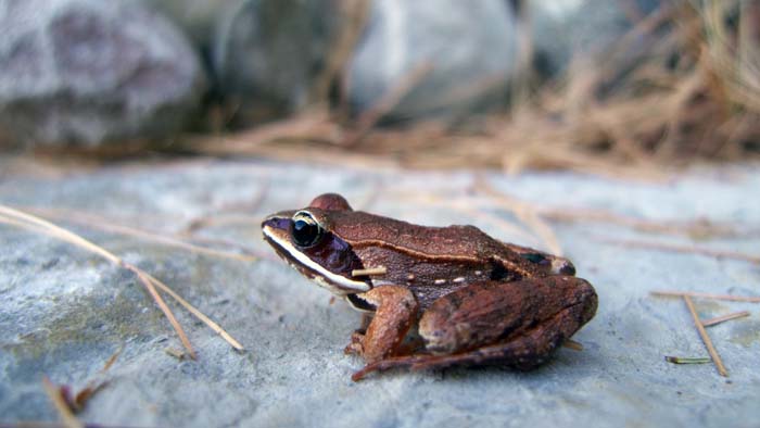 Frog stands still on a rock