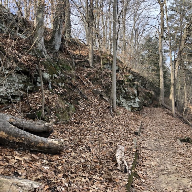 Down tree branches and dried leaves cover the ground on on a dirt path