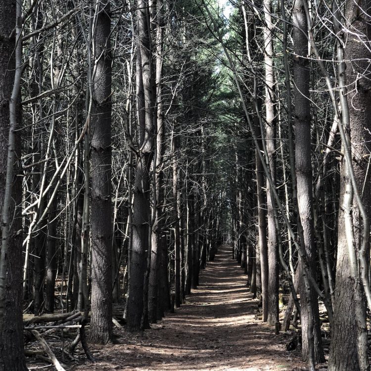 A forested, tree-lined path