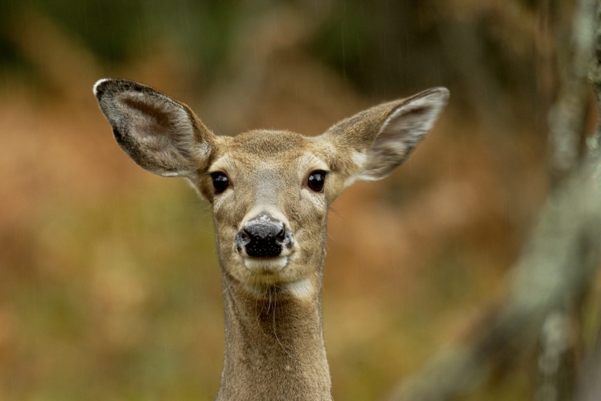 A young female deer looks straight ahead