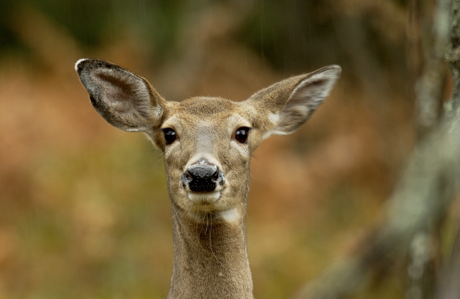 A day where all Michiganders celebrate conservation success