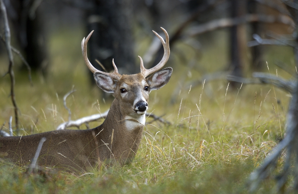 White-tailed deer seen in a grassy forest opening