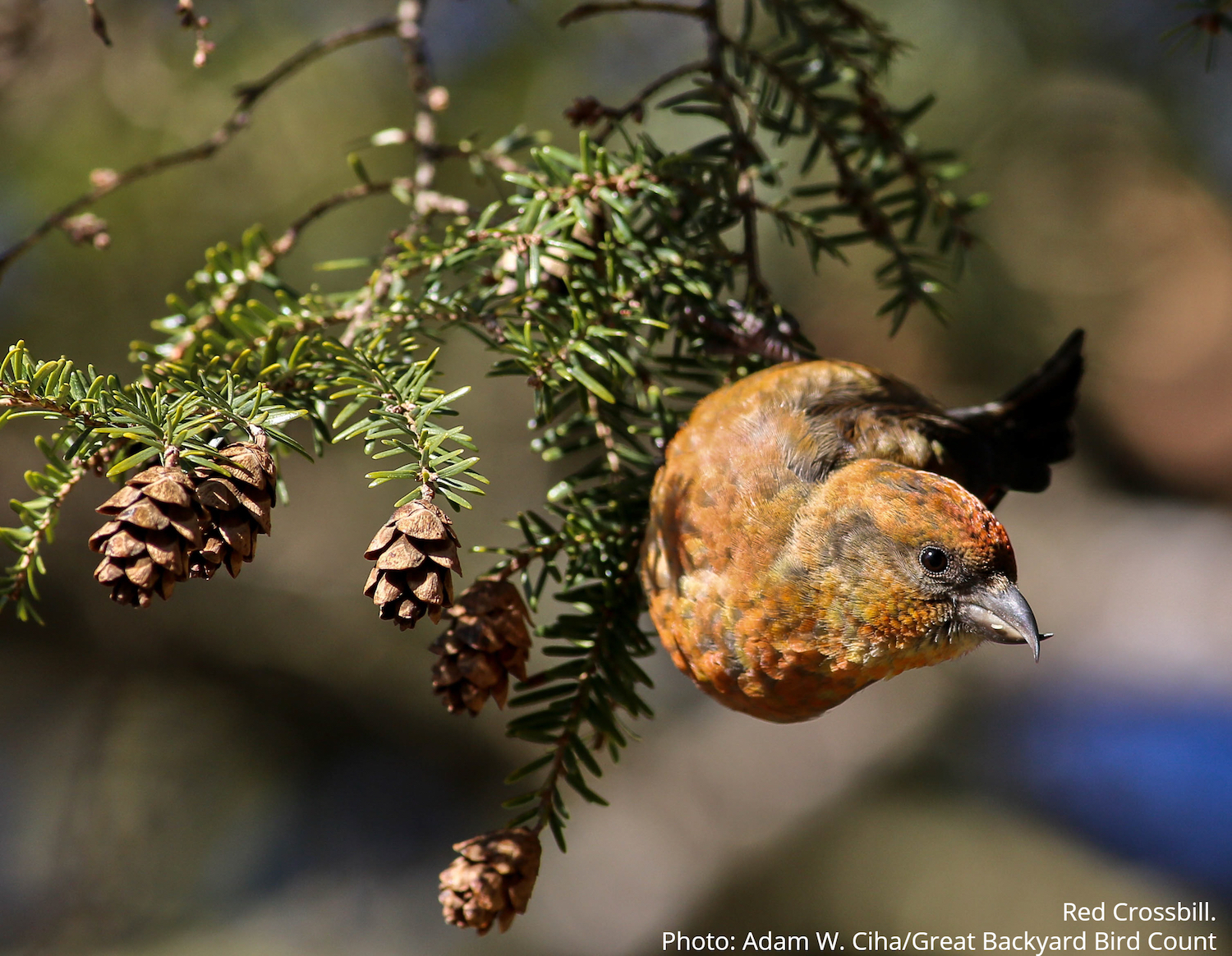The importance of conservation for the diversity of our birds