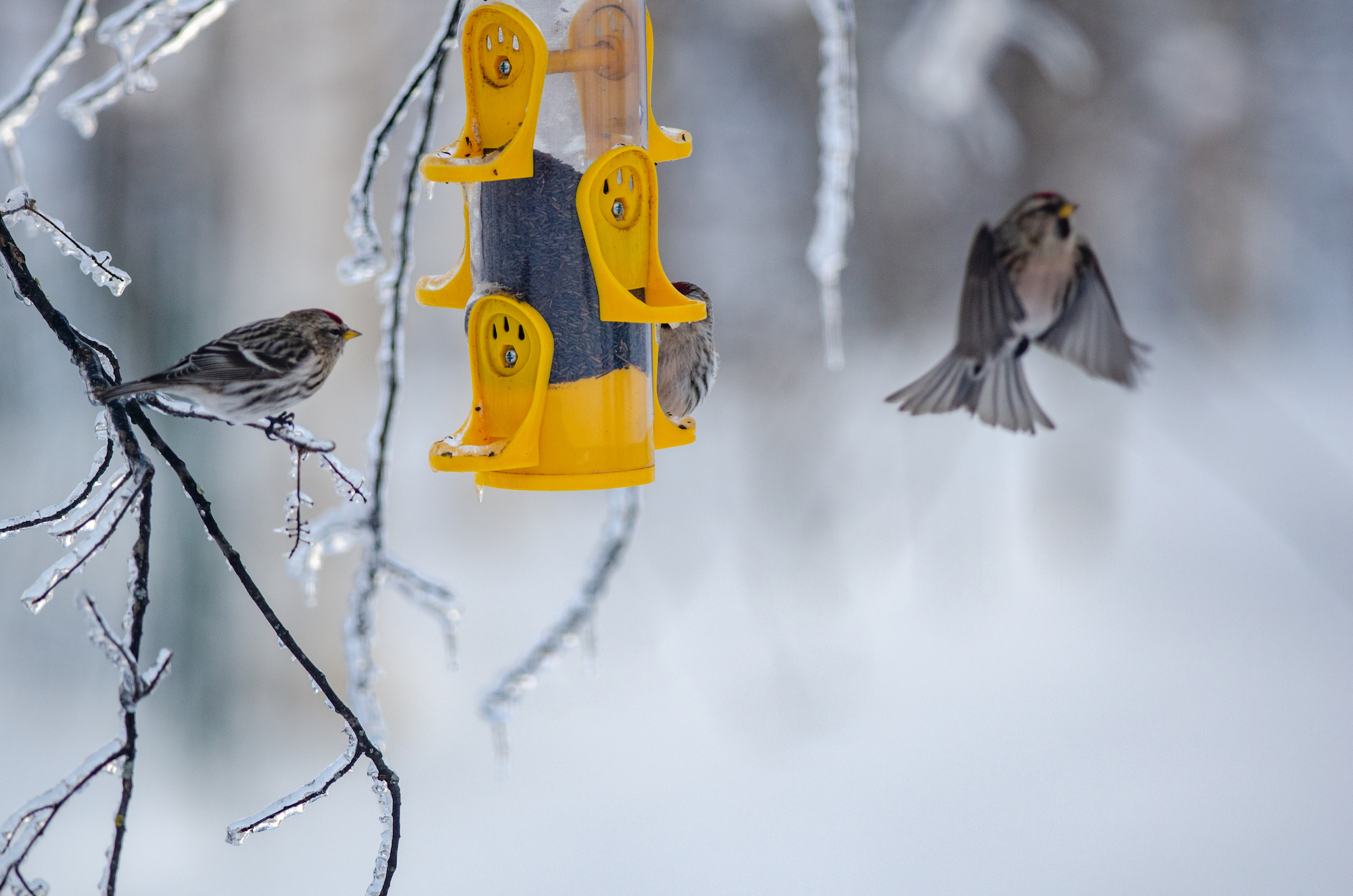Catch rare sightings of winter wildlife in Michigan