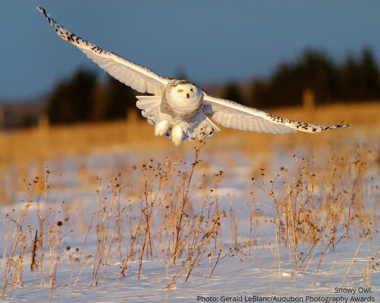 Michigan’s Winter Birds
