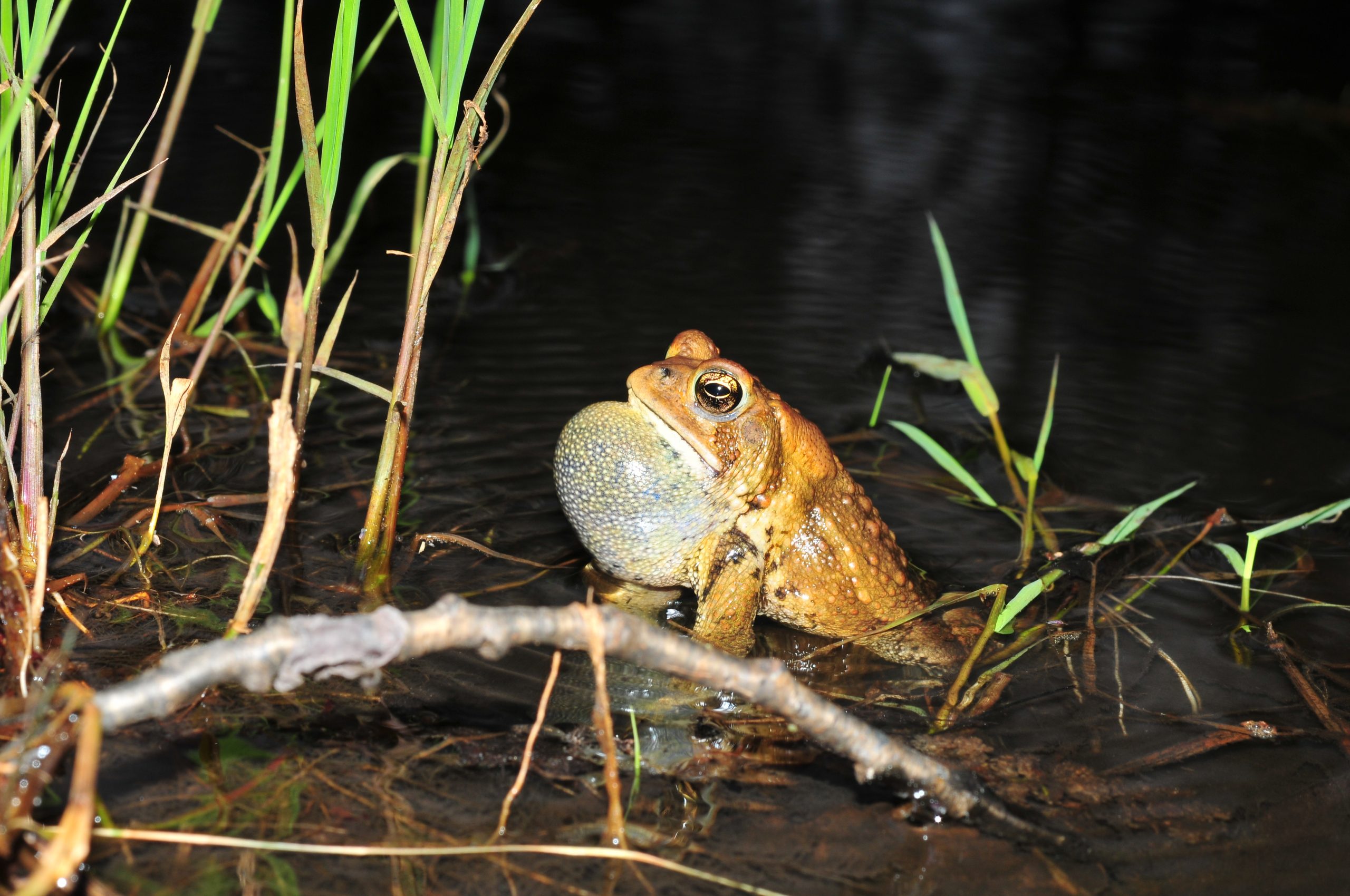 Support frogs in West Michigan