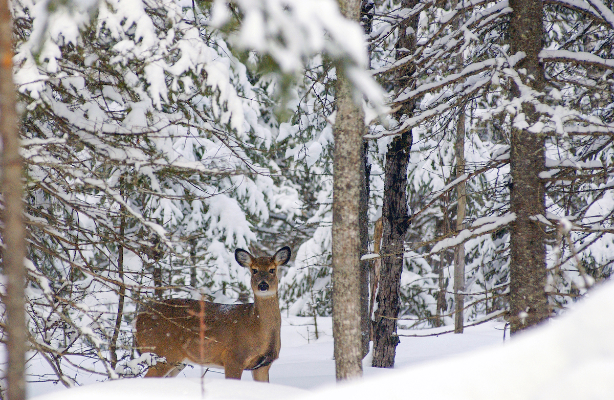 Find out more about wildlife you can see during Michigan’s winter months