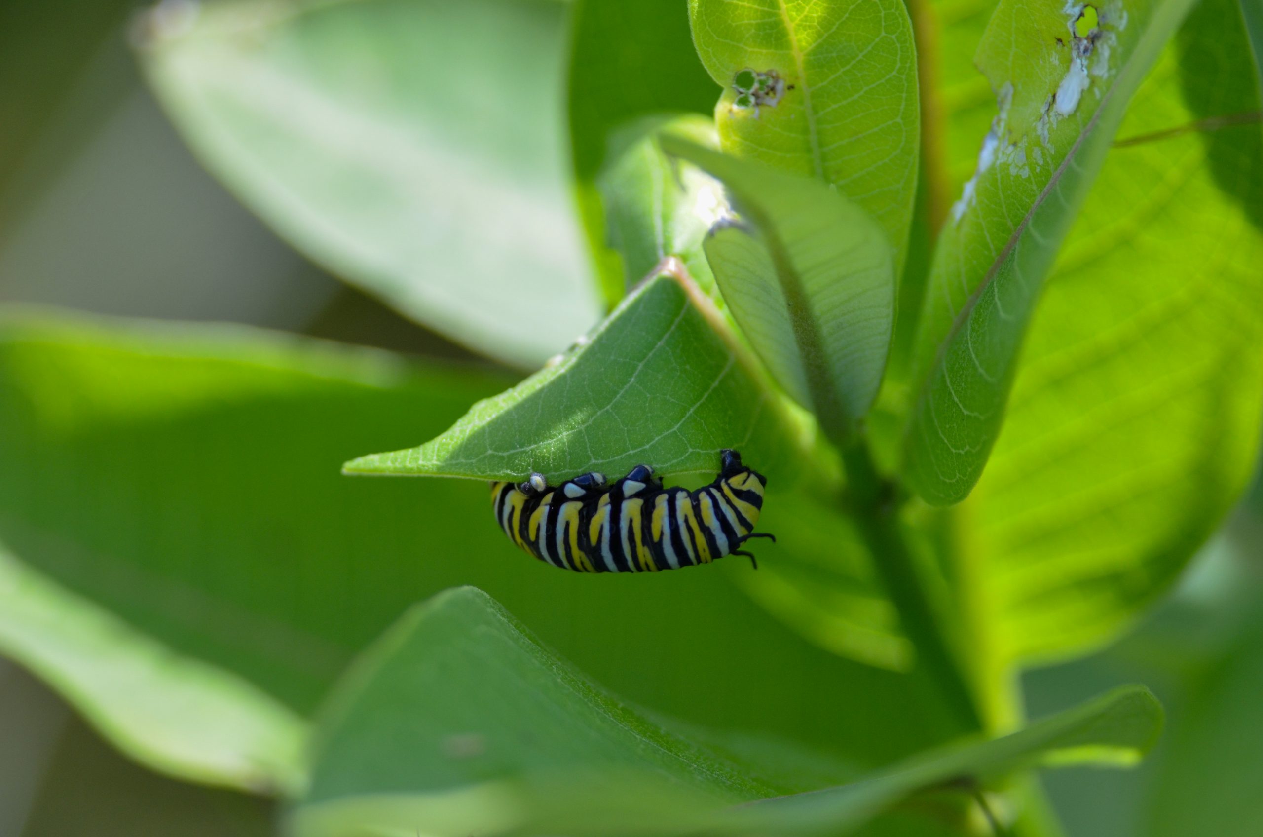 Anyone can pitch in to help nurture Michigan’s monarch butterfly population