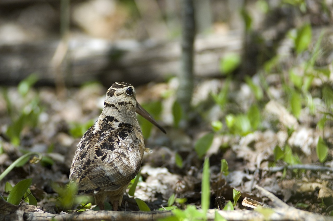 Gov. Whitmer Proclaims July as  ‘Michigan Wildlife Conservation Month’